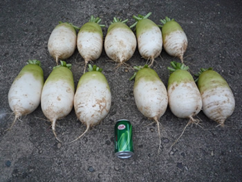 Asian radishes grown in Millwood West Virginia